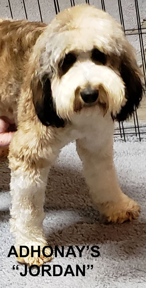 australian labradoodle